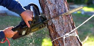Reliable Brush, CO Tree Services Solutions