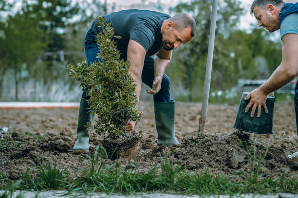 Best Tree Cabling and Bracing  in Brush, CO