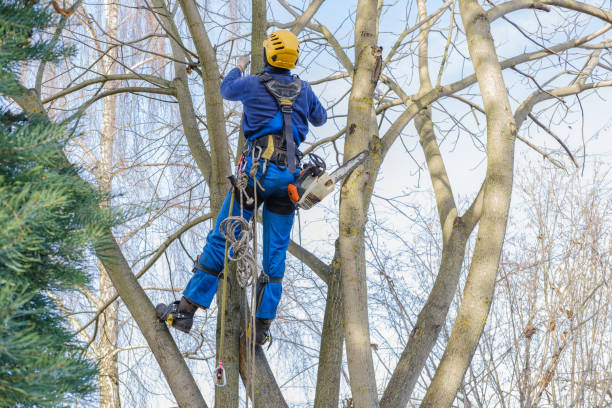 How Our Tree Care Process Works  in  Brush, CO