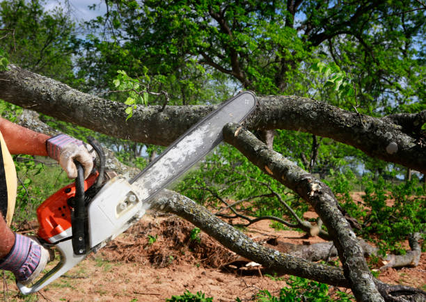 Leaf Removal in Brush, CO